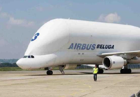 beluga.jpg